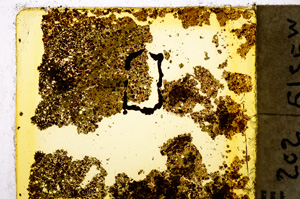 Plane Polarized, E20354