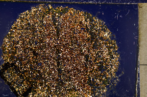 Cross Polarized, E20355