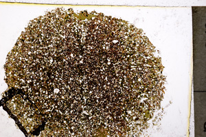 Plane Polarized, E20355