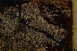 Cross Polarized, E20357