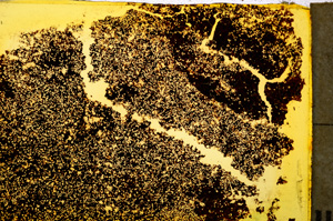 Plane Polarized, E20357