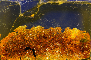 Cross Polarized, E20358