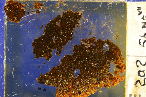 Cross Polarized, E20367