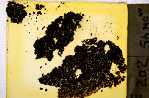 Plane Polarized, E20367