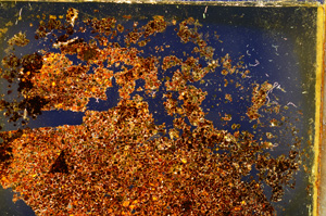 Cross Polarized, E20368