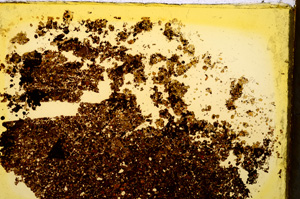 Plane Polarized, E20368