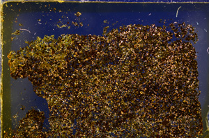 Cross Polarized, E20369