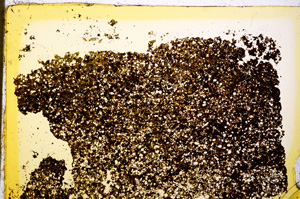 Plane Polarized, E20369