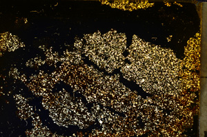 Cross Polarized, E20371