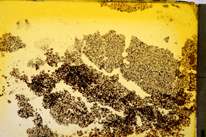 Plane Polarized, E20371