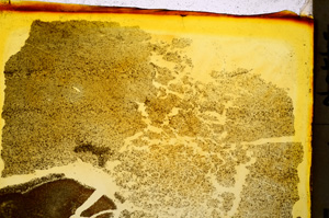 Plane Polarized, E20376