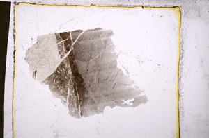 Plane Polarized, E20389