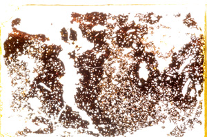 Plane Polarized, E20400