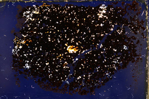 Cross Polarized, E20401