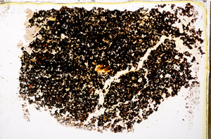 Plane Polarized, E20401