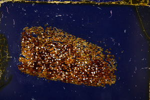 Cross Polarized, E20402