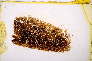 Plane Polarized, E20402