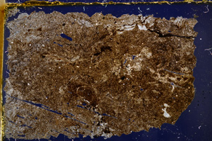 Cross Polarized, E20406