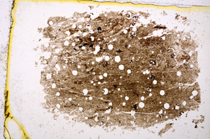 Plane Polarized, E20410