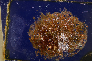 Cross Polarized, E20414