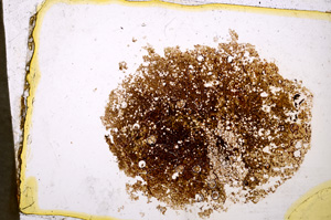 Plane Polarized, E20414