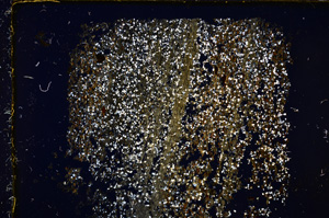 Cross Polarized, E20418