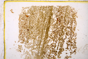 Plane Polarized, E20418