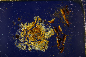 Cross Polarized, E20420