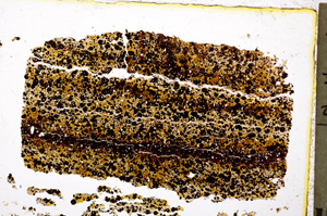 Plane Polarized, E20422