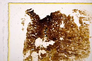 Plane Polarized, E20424