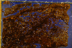 Cross Polarized, E20425