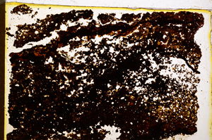 Plane Polarized, E20425