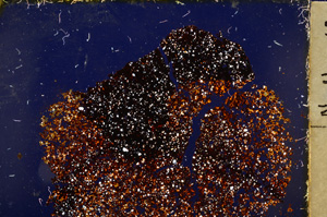 Cross Polarized, E20426