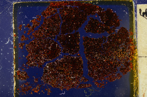 Cross Polarized, E20442