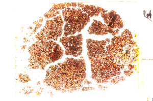 Plane Polarized, E20442