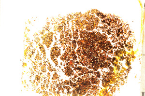 Plane Polarized, E20443