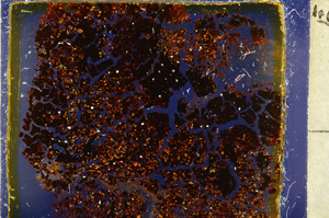 Cross Polarized, E20444