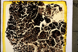 Plane Polarized, E20444