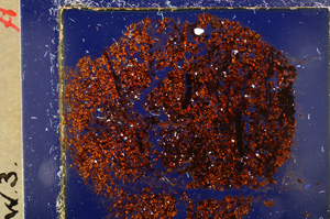 Cross Polarized, E20462