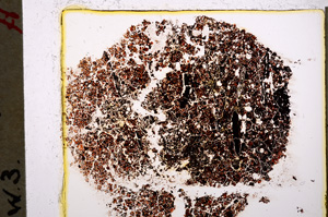 Plane Polarized, E20462