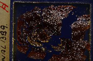 Cross Polarized, E20470