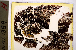 Plane Polarized, E20470