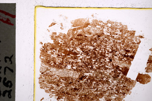Plane Polarized, E20525