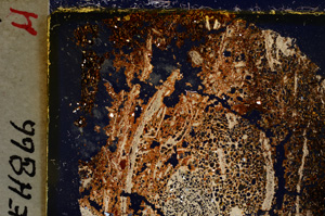 Cross Polarized, E20561