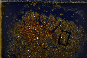 Cross Polarized, E20563