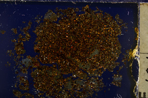 Cross Polarized, E20566