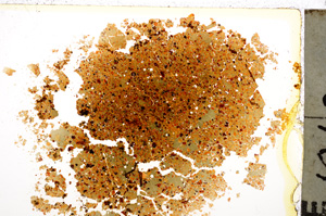 Plane Polarized, E20566