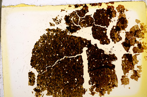 Plane Polarized, E20567