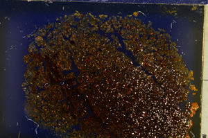 Cross Polarized, E20569
