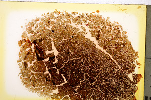 Plane Polarized, E20569